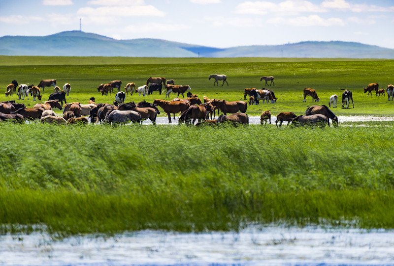 内蒙古草原风光，天苍苍，野茫茫，牛羊悠然见真情
